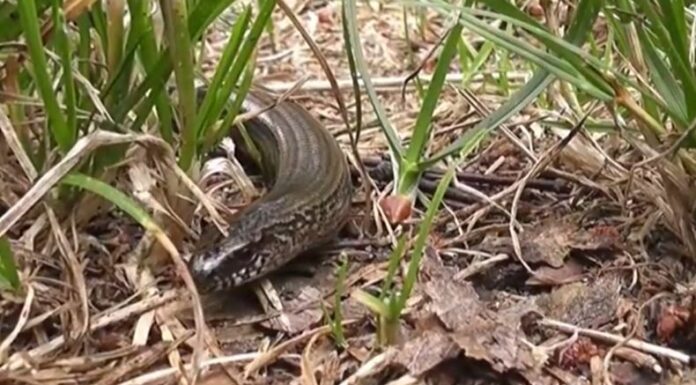 Ante el avistamiento de serpientes en casa, lo principal es no acercarse y alejar a los menores de edad y mascotas.
