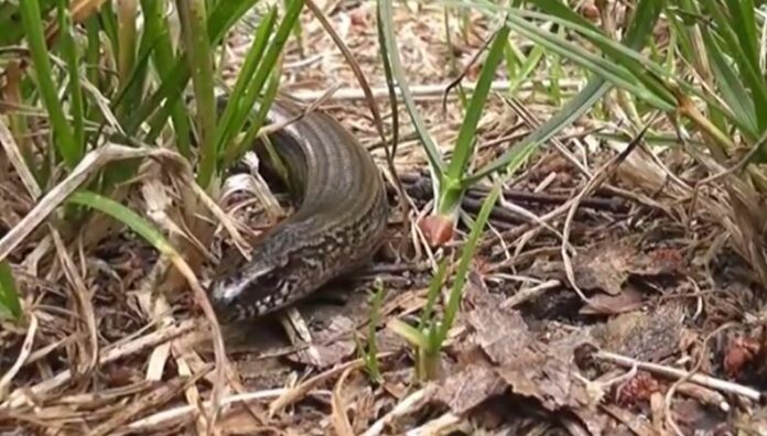 ¿Cómo reconocer serpientes venenosas si aparece en tu casa Ante el avistamiento de serpientes en casa, lo principal es no acercarse y alejar a los menores de edad y mascotas.