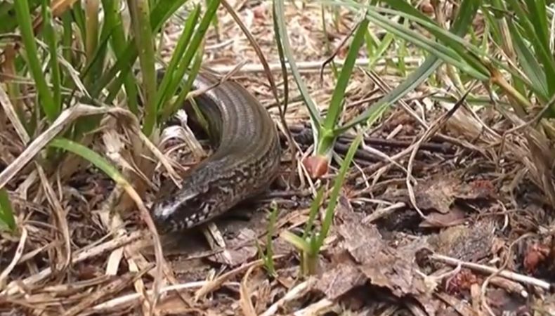 ¿Cómo reconocer serpientes venenosas si aparece en tu casa Ante el avistamiento de serpientes en casa, lo principal es no acercarse y alejar a los menores de edad y mascotas.