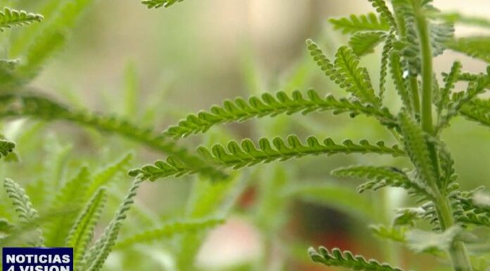 No todas las plantas son iguales, algunas pueden convertirse en aliadas para evitar que lleguen zancudos en casa.