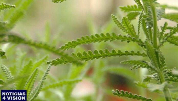 Estas son las plantas aliadas para repeler zancudos No todas las plantas son iguales, algunas pueden convertirse en aliadas para evitar que lleguen zancudos en casa.