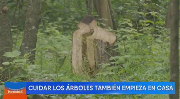 Entre 2001 y 2023, El Salvador perdió el 8.5% de su cobertura arbórea, según Global Forest Watch.