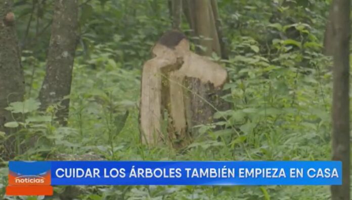 El Salvador pierde 8.5% de su cobertura boscosa desde 2001 Entre 2001 y 2023, El Salvador perdió el 8.5% de su cobertura arbórea, según Global Forest Watch.