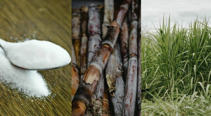 En los primeros cuatro meses de este 2025 se ha registrado una reducción del 34.6% en los ingresos de las exportaciones de azúcar de caña o de remolacha.