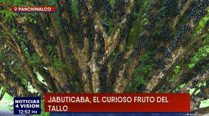 Cada año, los árboles de jabuticaba en la finca Santa Rosa se llenan de frutos que atraen las miradas de los visitantes.