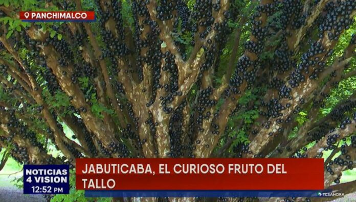La jabuticaba el curioso fruto que crece pegado al tronco Cada año, los árboles de jabuticaba en la finca Santa Rosa se llenan de frutos que atraen las miradas de los visitantes.