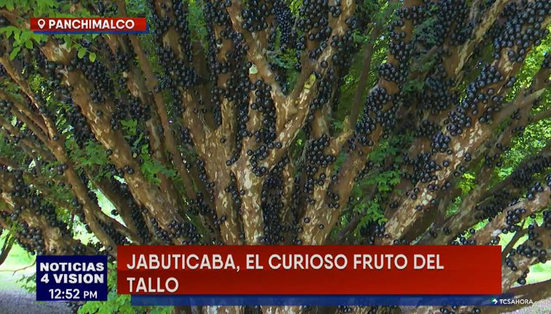 Cada año, los árboles de jabuticaba en la finca Santa Rosa se llenan de frutos que atraen las miradas de los visitantes.