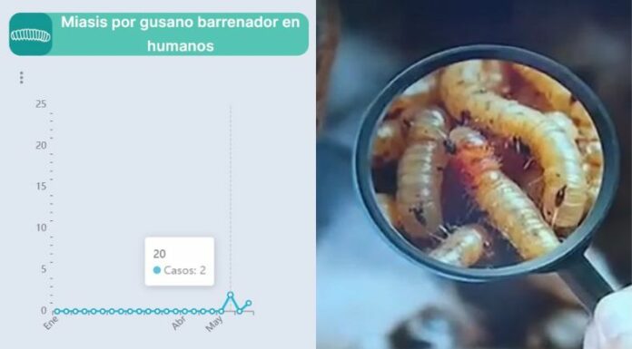 El Ministerio de Salud confirmó los primeros tres casos de gusano barrenador en humanos en El Salvador.