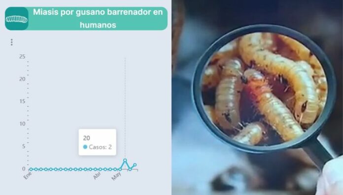 Ministerio de Salud confirma casos de gusano barrenador en humanos El Ministerio de Salud confirmó los primeros tres casos de gusano barrenador en humanos en El Salvador.