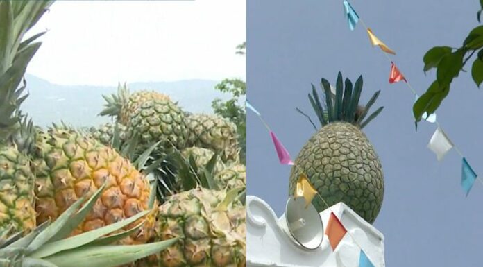 El 14 y 15 de junio se llevará a cabo el Festival de la Piña, en Santa María Ostuma, un lugar considerado como: “La Ciudad de la Piña”.