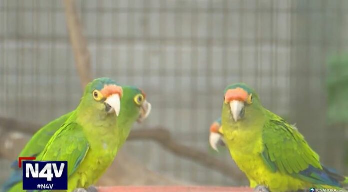 Durante una ola de calor, las aves también pueden verse afectadas por la deshidratación, el estrés e incluso la muerte.