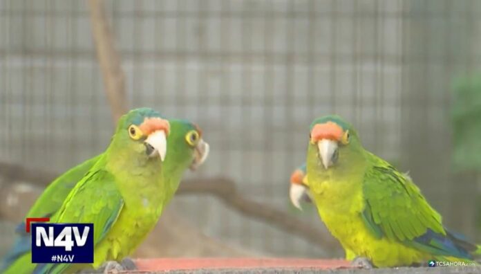 Durante una ola de calor, las aves también pueden verse afectadas por la deshidratación, el estrés e incluso la muerte.