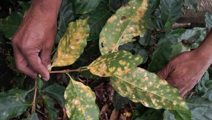 En El Salvador, la roya ha representado un desafío considerable, generando importantes pérdidas económicas en la producción de café.