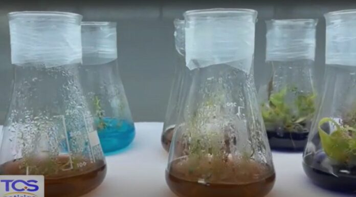 Los cultivos in vitro no solo mejora la eficiencia agrícola, también abre la puerta a la conservación de especies.