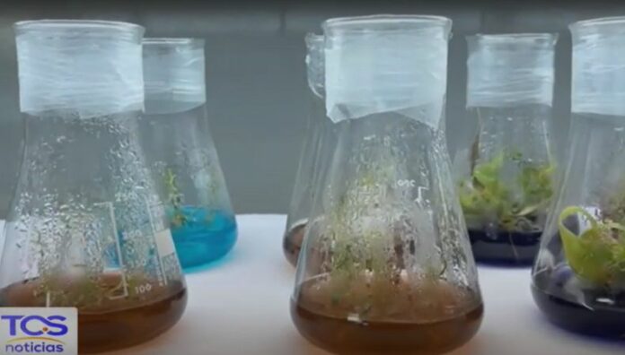Cultivos in vitro alternativa innovadora que fortalece la agricultura Los cultivos in vitro no solo mejora la eficiencia agrícola, también abre la puerta a la conservación de especies.