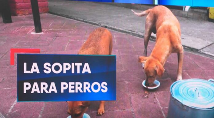 Dos jóvenes impulsan una iniciativa solidaria para alimentar a los perritos callejeros en el distrito de Olocuilta.