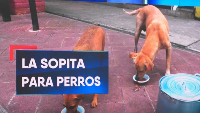 La sopita que cambia vidas de perritos callejeros en Olocuilta Dos jóvenes impulsan una iniciativa solidaria para alimentar a los perritos callejeros en el distrito de Olocuilta.