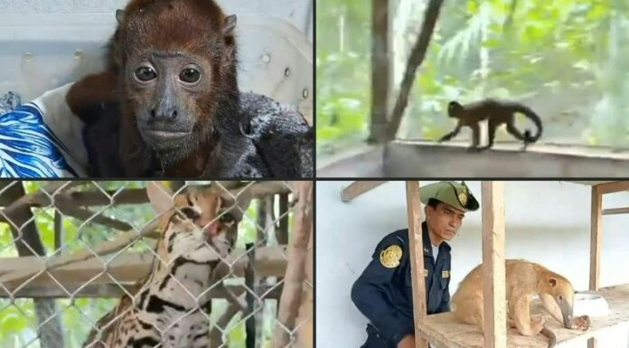 El comercio ilegal de animales exóticos es considerado una de las principales causas de la pérdida de la biodiversidad.