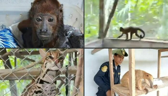 Policía peruana desarticula red internacional de tráfico de animales exóticos El comercio ilegal de animales exóticos es considerado una de las principales causas de la pérdida de la biodiversidad.