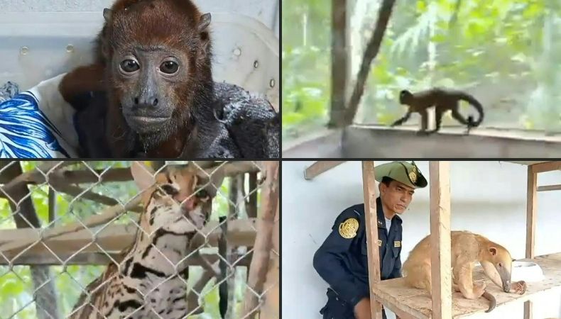El comercio ilegal de animales exóticos es considerado una de las principales causas de la pérdida de la biodiversidad.