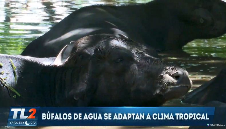 En San Miguel, la crianza de búfalos de agua representa una práctica sostenible clave para la conservación de los ecosistemas.