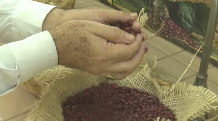 CAMPO asegura que el 20% de la producción de frijoles se tenía que sembrar en junio, sin embargo será hasta inicios de agosto.