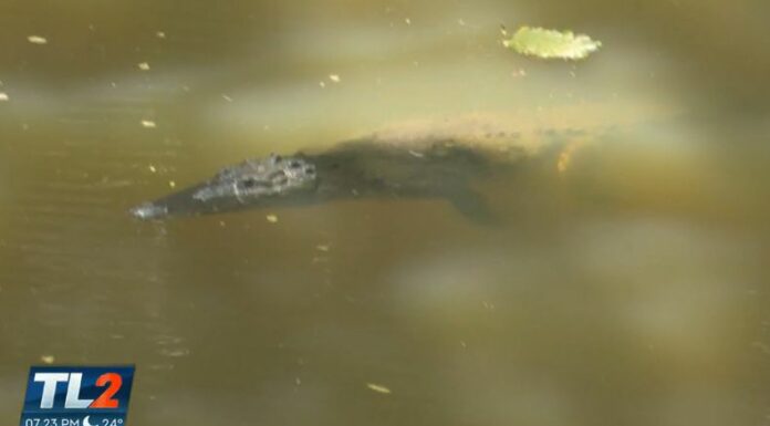 Habitantes del distrito de San Francisco Menéndez en Ahuachapán Sur, fueron sorprendidos por el avistamiento de cocodrilos en uno de sus ríos.