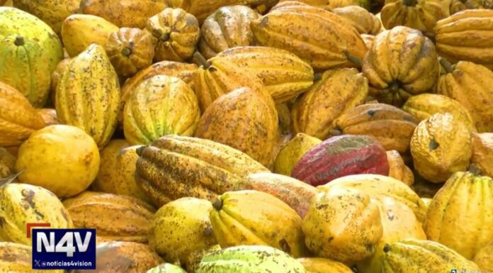 Hoy es el Día Mundial del Cacao, un fruto ancestral y complejo de cultivar, pero que ofrece múltiples beneficios para la salud.