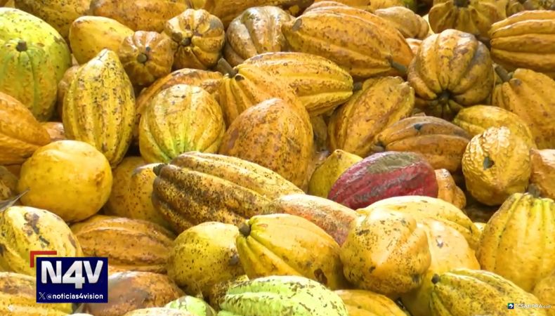 Hoy es el Día Mundial del Cacao, un fruto ancestral y complejo de cultivar, pero que ofrece múltiples beneficios para la salud.