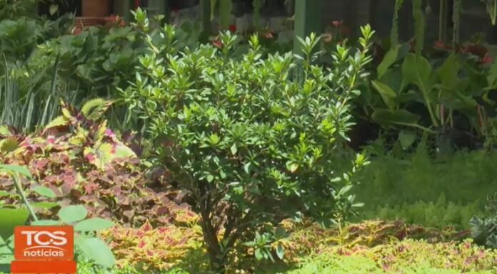 ¿Sabía que el peligro de extinción de algunas plantas incide principalmente por la deforestación y la intervención humana?