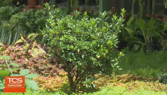 Plantas en peligro de extinción: una alerta silenciosa que afecta la biodiversidad ¿Sabía que el peligro de extinción de algunas plantas incide principalmente por la deforestación y la intervención humana?