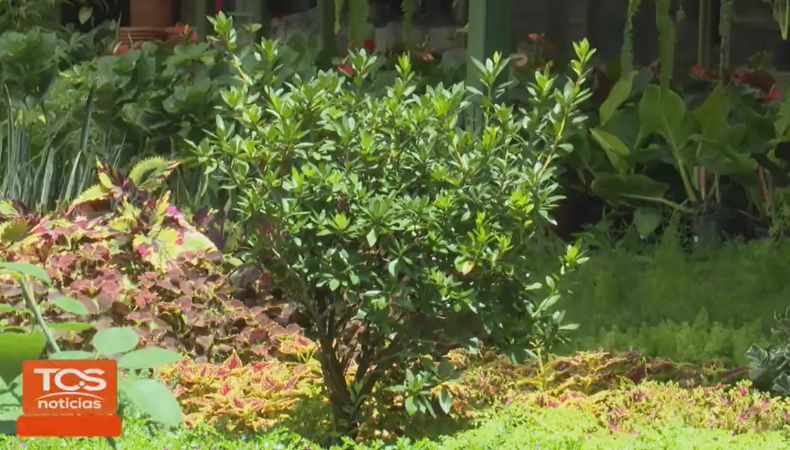 ¿Sabía que el peligro de extinción de algunas plantas incide principalmente por la deforestación y la intervención humana?