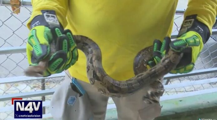 Especialistas explican cómo actuar ante la presencia de una serpiente en casa y cómo prevenir que lleguen a zonas habitadas.