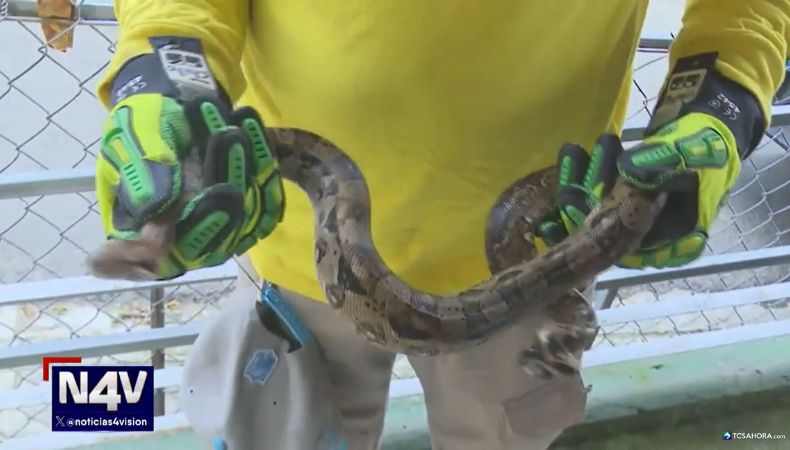 Especialistas explican cómo actuar ante la presencia de una serpiente en casa y cómo prevenir que lleguen a zonas habitadas.