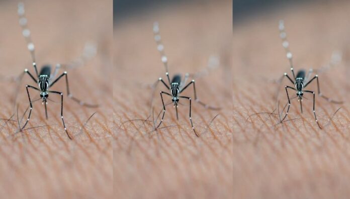 Aumentan los casos sospechosos de dengue en El Salvador Según el boletín epidemiológico del Ministerio de Salud (MINSAL), se registra un aumento de casos de dengue en la semana 27 de 2025.