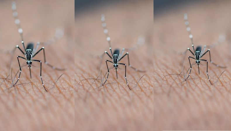 Según el boletín epidemiológico del Ministerio de Salud (MINSAL), se registra un aumento de casos de dengue en la semana 27 de 2025.