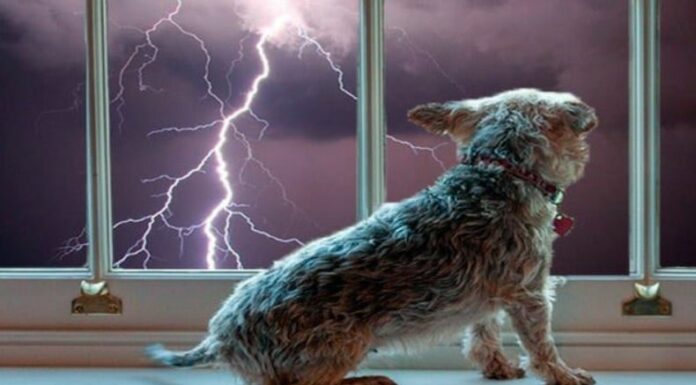 Las tormentas suelen generar ansiedad en los perros debido a los truenos y ruidos fuertes. Conozca algunas técnicas para ayudarlos.