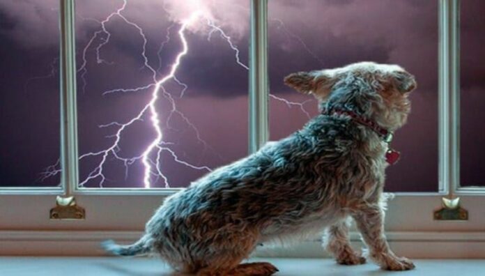¿Su perro le teme a las tormentas Así puede ayudarlo a sentirse seguro Las tormentas suelen generar ansiedad en los perros debido a los truenos y ruidos fuertes. Conozca algunas técnicas para ayudarlos.