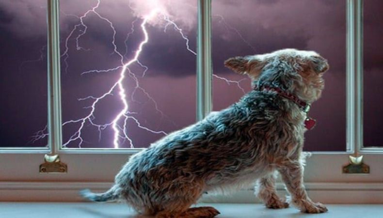 ¿Su perro le teme a las tormentas? Así puede ayudarlo a sentirse seguro