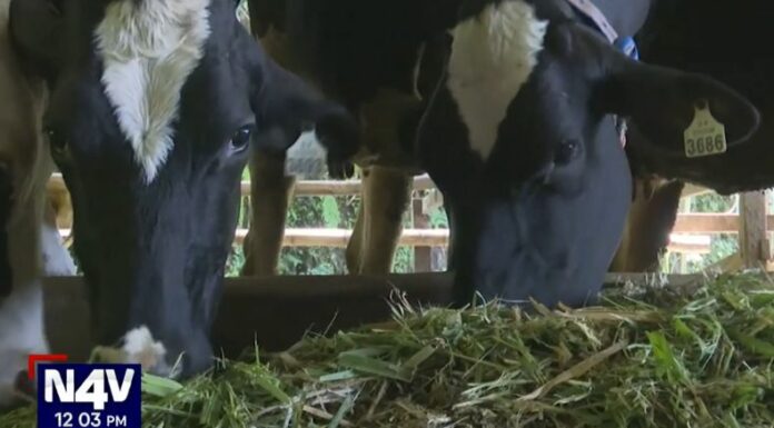 Tras la detección del gusano barrenador en el país, ganaderos de Nahuizalco en Sonsonate trabajan en la prevención y cuido de las reses para evitar más infecciones.