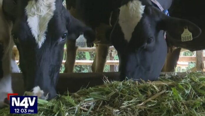 Ganaderos de Nahuizalco trabajan en la prevención del gusano barrenador Tras la detección del gusano barrenador en el país, ganaderos de Nahuizalco en Sonsonate trabajan en la prevención y cuido de las reses para evitar más infecciones.