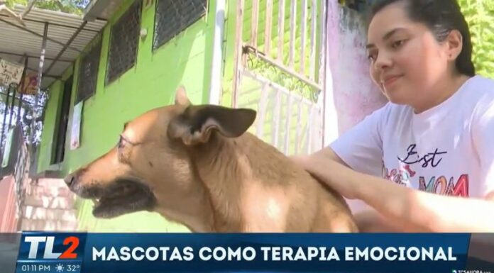 Tener mascotas en casa no solo ofrece compañía, sino que también mejora el bienestar emocional, alivia la ansiedad y fomenta hábitos saludables.