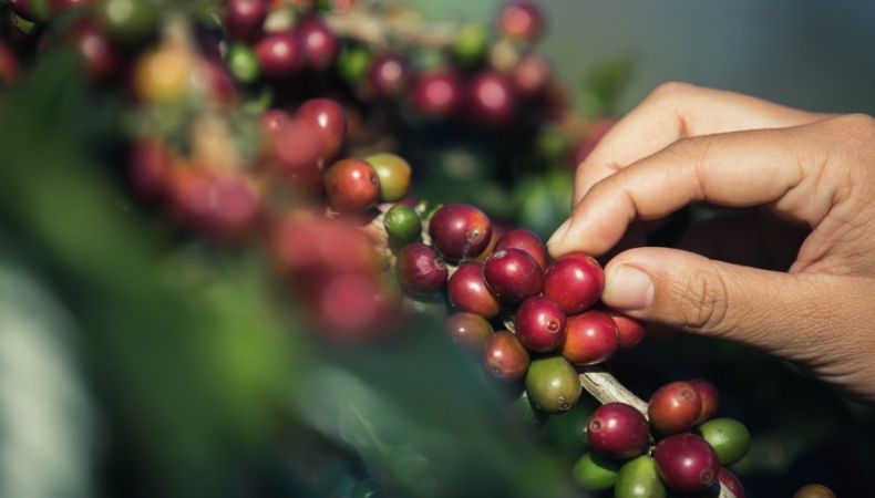 Caficultores enfrentan la canícula y temen impacto en sus cultivos