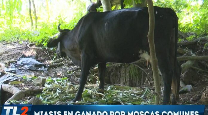 Los ganaderos siguen en alerta por el gusano barrenador, sin embargo, la mosca común también podría transmitir enfermedades parasitarias.