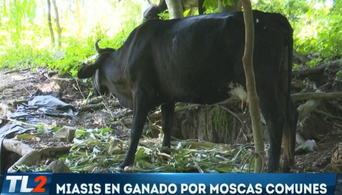 La mosca común ¿transmite enfermedades parasitarias en el ganado Los ganaderos siguen en alerta por el gusano barrenador, sin embargo, la mosca común también podría transmitir enfermedades parasitarias.