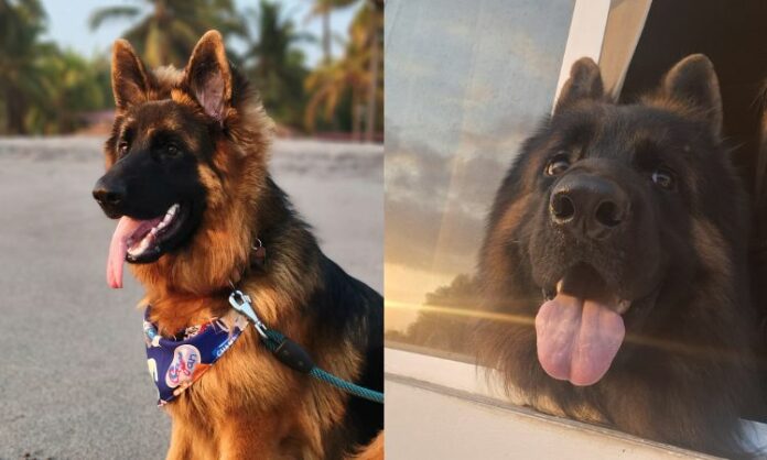 El día mundial del Perro busca generar conciencia acerca de la adopción responsable