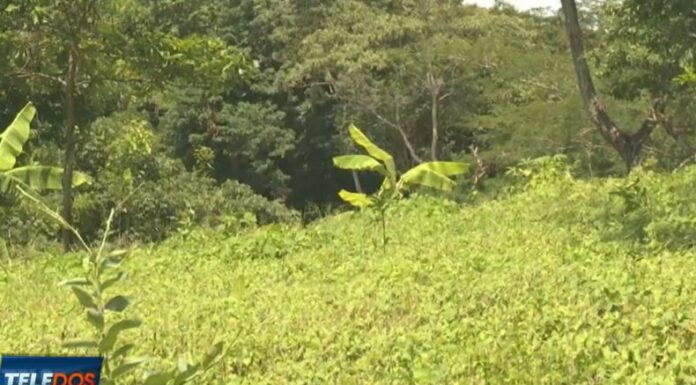 Algunos agricultores señalaron que no cultivarán sorgo, debido a varios factores que les están dejando pérdidas.