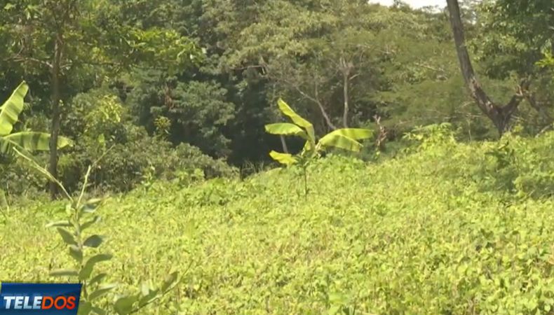 Algunos agricultores señalaron que no cultivarán sorgo, debido a varios factores que les están dejando pérdidas.