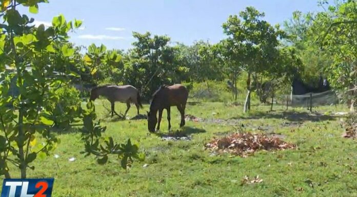Según reportes, cerca de 3,500 reses han sido infestadas por el gusano barrenador en todo el territorio salvadoreño.
