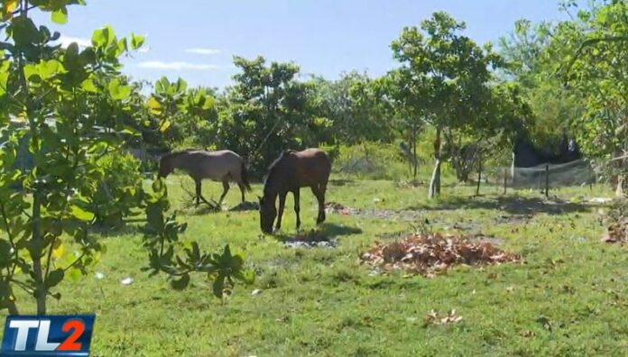 Confirman casos de miasis por gusano barrenador en animales de carga en isla Tasajera Según reportes, cerca de 3,500 reses han sido infestadas por el gusano barrenador en todo el territorio salvadoreño.
